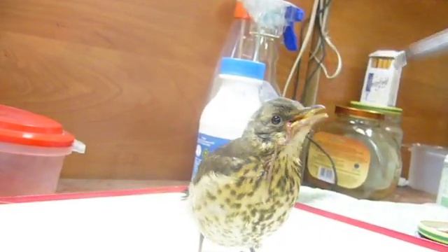 Кормление маленького дрозда. смотреть онлайн