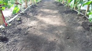 КАК ПОЛИВАТЬ ТОМАТЫ ПРИ КАПЕЛЬНОМ ПОЛИВЕ? Ольга Чернова.