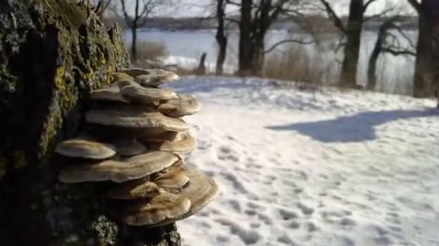 Зимняя жизнь растений. смотреть онлайн