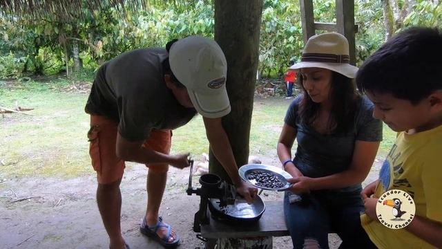 Making Chocolate From The Cacao Tree (cacao Fino De Aroma)