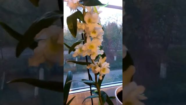 Цветущая орхидея смотреть онлайн