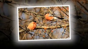 Лера Огонек Снегири снегири