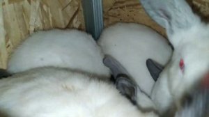 Почему крольчиха ест крольчат?/Дом в Сибири