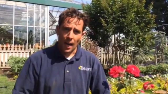 Barlow's TV [Episode 56] Garden Alert! Protect Your Roses from Disease & Insects смотреть онлайн