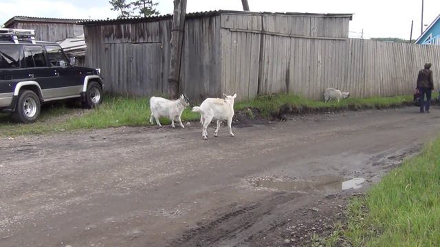Коза с козлёнком. Рог в рог. Видео высокой чёткости. смотреть онлайн