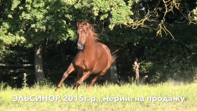 Продажа лошадей конефермы Эквилайн, тел., WhatsApp +79883400208 (ЭЛЬСИНОР 2015г.р.) смотреть онлайн