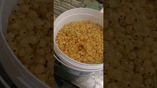 Самый быстрый и легкий рецепт компота. Компот из красной смородины на зиму. смотреть онлайн