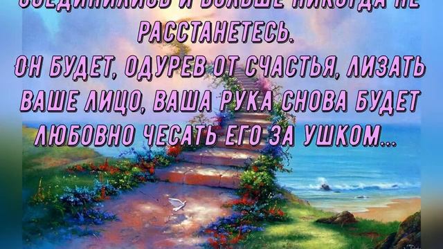 В память о любимой кошечке Ляле смотреть онлайн