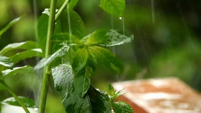 기분 좋은 빗소리+새소리 ASMR 8시간 연속 재생 | 백색 소음 | 불면증 | 자장가 | Relaxing | Healing Radio смотреть онлайн