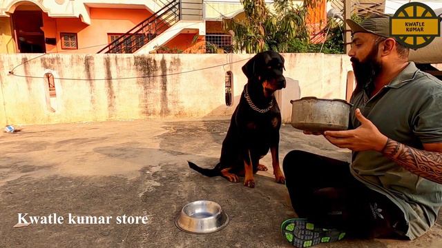 Rottweiler Dog training in Bangalore | Rottweiler puppies for sale | Kannada Vlog | Pets market смотреть онлайн