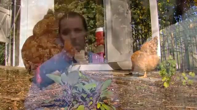 What to feed chickens for omega-3 eggs смотреть онлайн