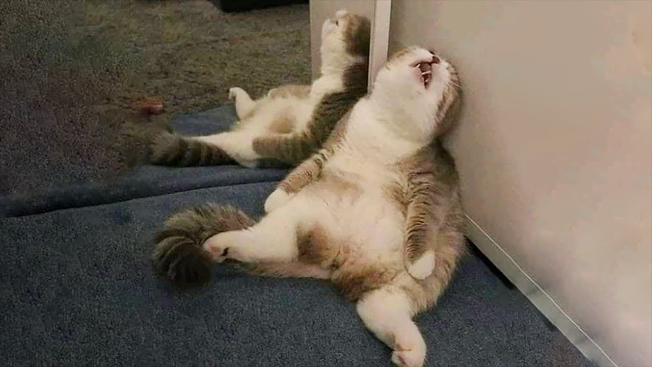 Я РЖАЛ ЦЕЛЫЙ ЧАС?ПОДБОРКА СМЕШНЫХ КОТОВ И СОБАК ДЛЯ ХОРОШЕГО НАСТРОЕНИЯ? #24 смотреть онлайн