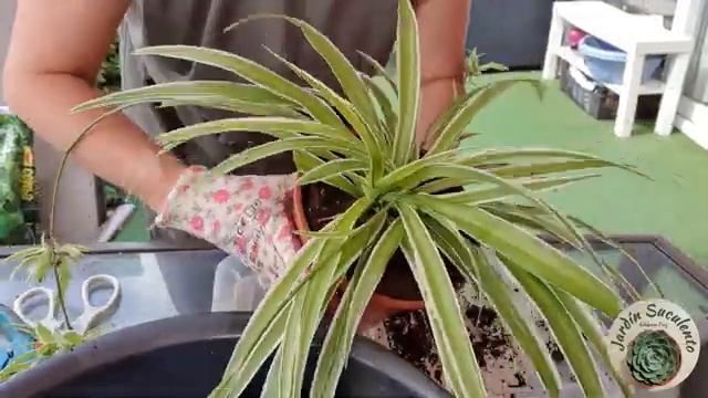 CUIDADOS Y TRASPLANTE DE LA PLANTA CHLOROPHYTUM COMOSUM O PLANTA ARAÑA/JARDÍN SUCULENTO