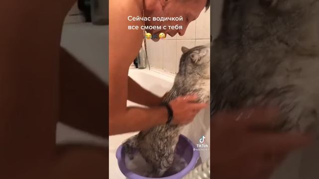 Как быстро избавить котика от блох. Лайфхак смотреть онлайн