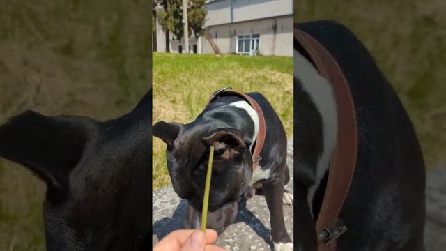 #амстафф #стаффорд #stafford #amstaff смотреть онлайн