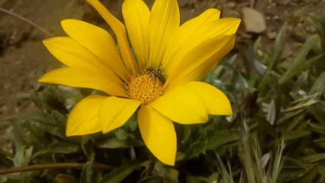 flor de gazania смотреть онлайн