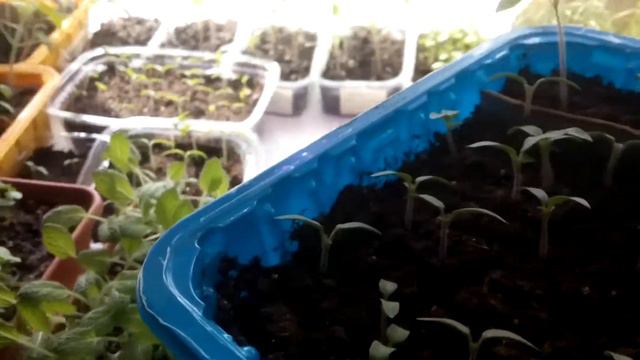 Апрельские зарисовки. "В семье не без урода". смотреть онлайн