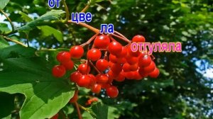 ДМИТРИЙ РОМАНОВ А КАЛИНА КРАСНАЯ. (караоке)