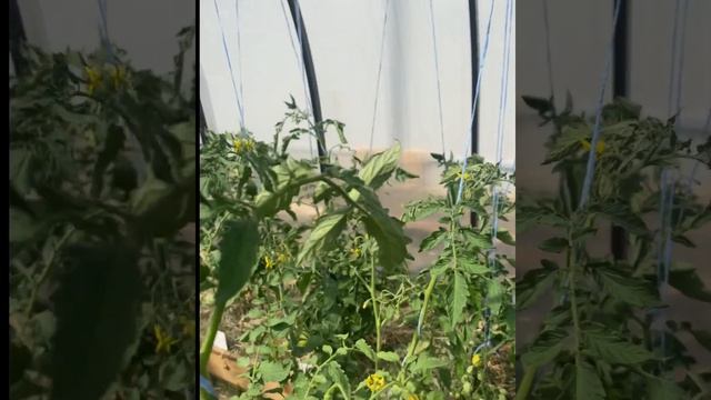 Преимущества посадки двух томатов в одну лунку. смотреть онлайн