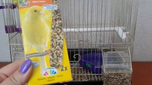 Канарейки: содержание и уход