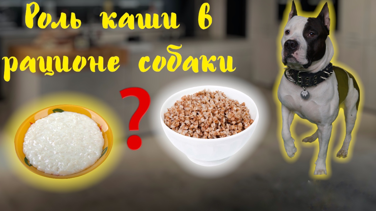 Роль каши в рационе собаки. смотреть онлайн