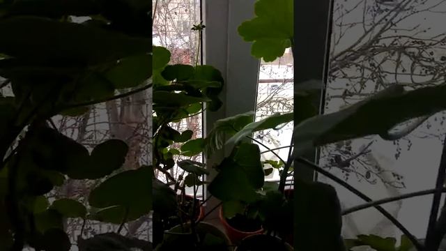 Комнатные цветы смотреть онлайн