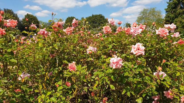 Rose Garden at Regents Park (Part2) смотреть онлайн