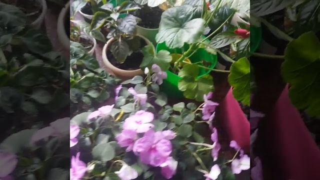 Бальзамины цветущие в июне: уход и размножение