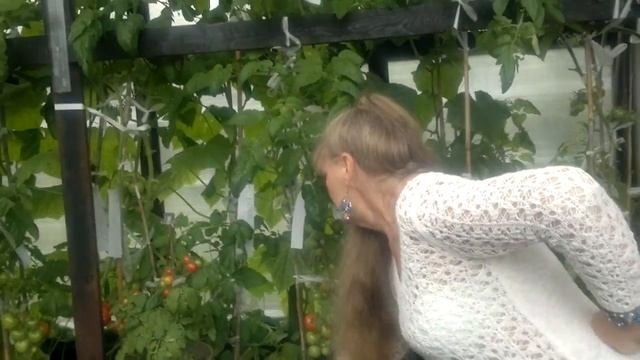 Томаты -миники в августе . смотреть онлайн