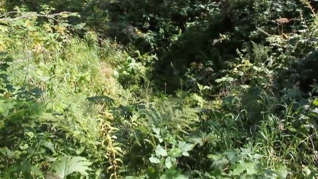 2/2. Таскыл. АТАКА МЕДВЕДИЦЫ, охотничья Изба, встреча с медведицей, поход смотреть онлайн