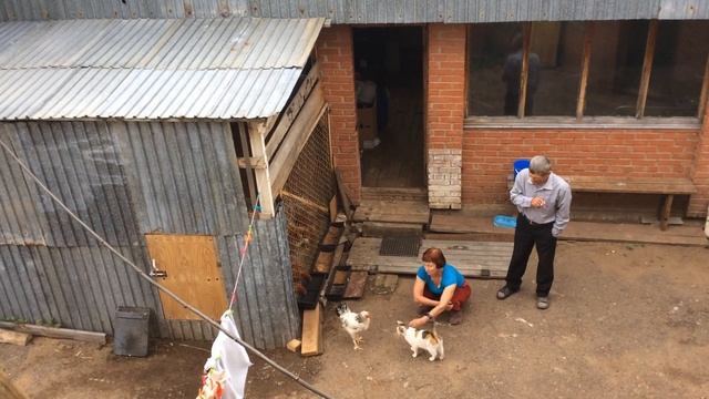 Петух ревнует хозяйку