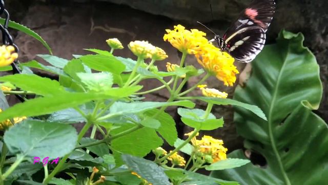 Покажите детям!Ботанический Сад. Бабочка "обедает"! Franklin Park Conservatory. Butterfly. смотреть онлайн