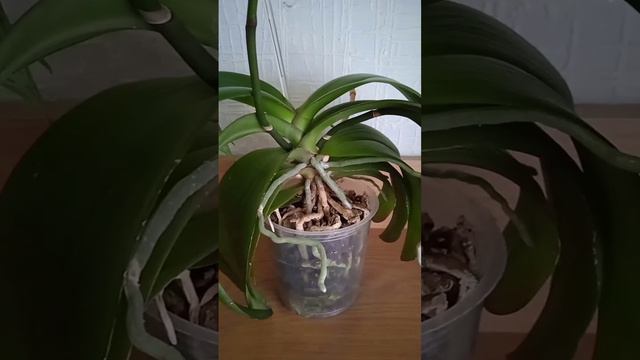 Второе цветение ФРОНТЕРЫ смотреть онлайн