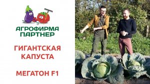 ГИГАНТСКАЯ КАПУСТА МЕГАТОН F1