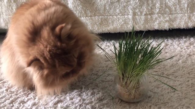 Трава для котов и кошек/трава для животных/источник витаминов и минералов для животных смотреть онлайн