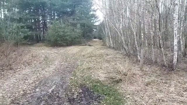 Русские Пегие Гончие Полесья смотреть онлайн