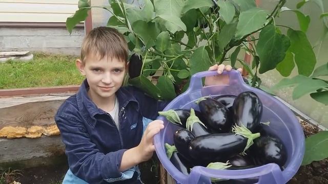 В ГОСТЯХ У МЕНЯ НА ОГОРОДЕ 1 СЕНТЯБРЯ ЛЕНИНГРАДСКАЯ ОБЛАСТЬ смотреть онлайн