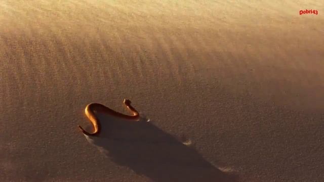 Омар Хайям - Дай чашу и слушай (Omar Khayyam).mp4