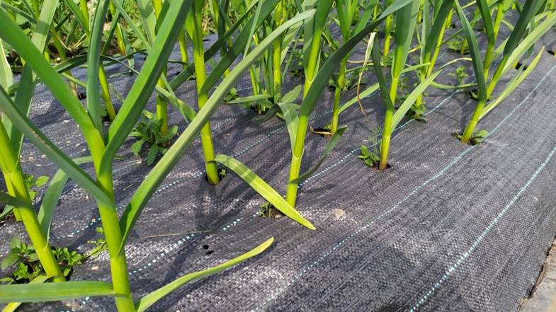 Еще один способ выращивания чеснока и лука без сорняков. смотреть онлайн