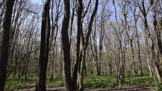 Лес на г.Стрижамент в апреле смотреть онлайн