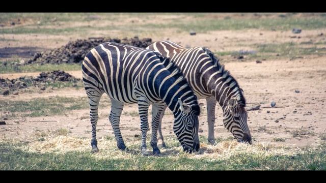 Даббо История (Австралия) смотреть онлайн