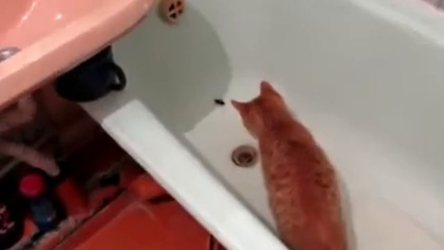 Мой рыжий кот и чужой черный таракан смотреть онлайн