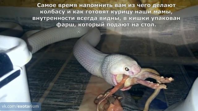 Кормление белоснежной моноклевой кобры смотреть онлайн