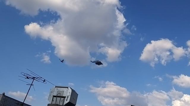 #Астрахань #николаевские #голуби Николаевские замашные голуби у Шамиля в Астрахани. смотреть онлайн