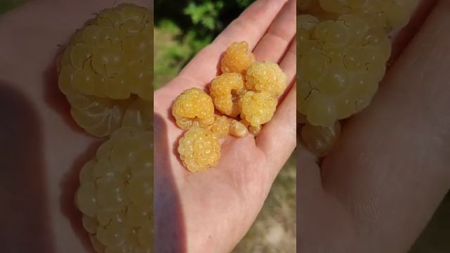 Какие ягоды у самого популярного сорта малины Жёлтый Гигант ) Показываю плоды) #shorts смотреть онлайн