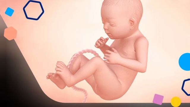 Java e 28 e Shtatzanise. Cfare pritet te ndodhe gjate kesaj jave? смотреть онлайн