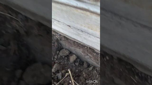Припятствия для мышей/Obstacles for mice смотреть онлайн