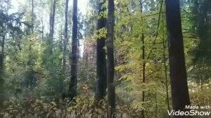 Тихая грибная охота  опята