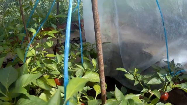 Сладкий перец сортовой Шоколадный хоровод . 2020 . Домашнее видео . смотреть онлайн