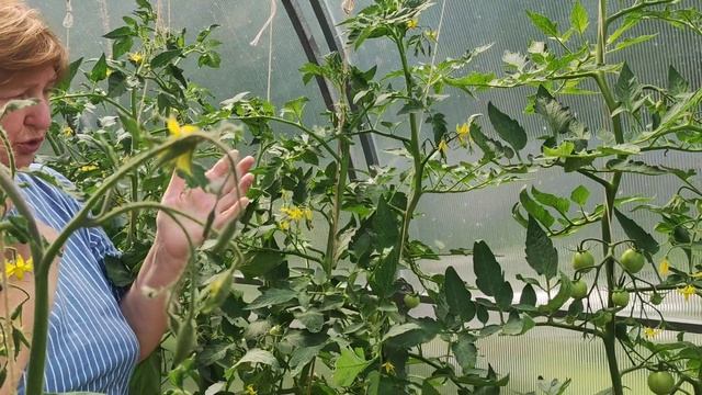 Пора вершковать помидоры смотреть онлайн